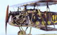 Fokker D.VII F (late)